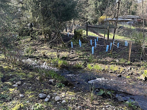 Community members participating in a Streamside Restoration Tour in Maple Valley, guided by King Conservation District.